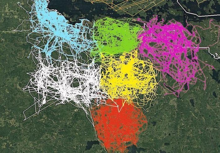 GPS Tracking Map of Wolves in Voyageurs National Park