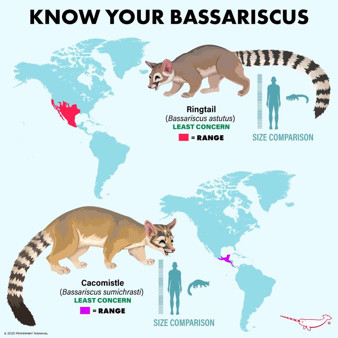 Bassariscus Species Distribution Map Bassariscus Species Distribution Map