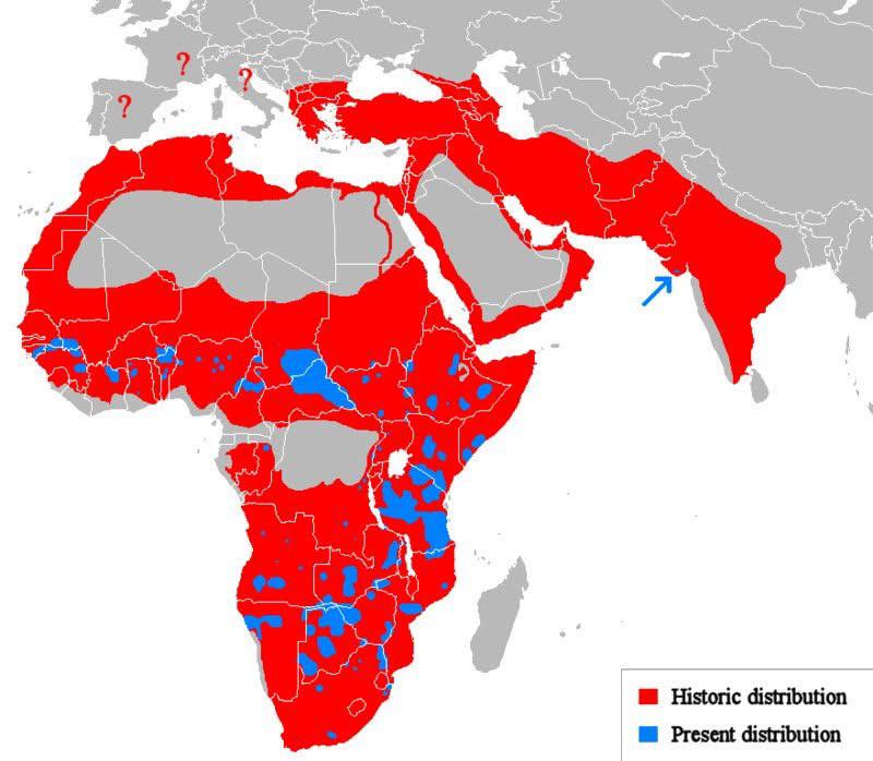 Historic vs Present Distribution of Lions Map Historic vs Present Distribution of Lions Map