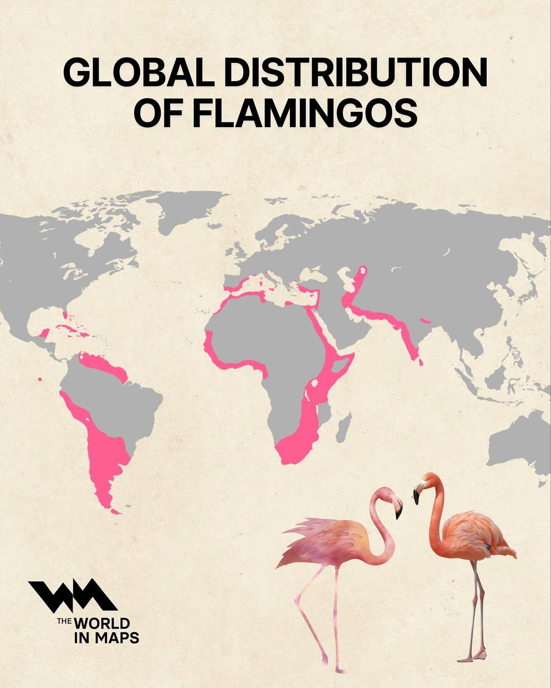 Global Distribution of Flamingos Map Global Distribution of Flamingos Map