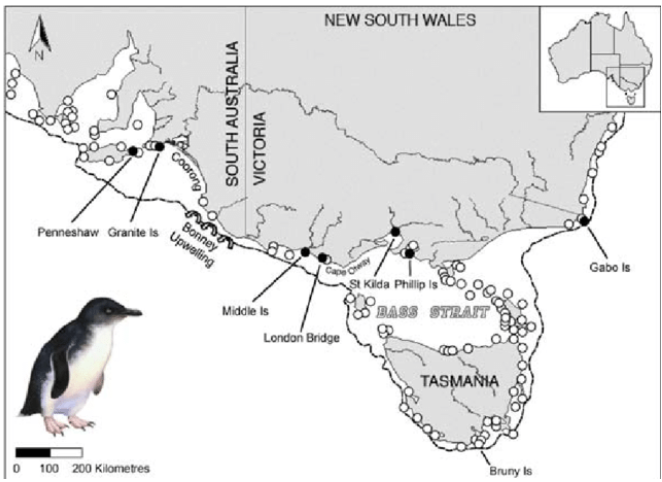 Map of Penguin Colonies in Australia Map of Penguin Colonies in Australia