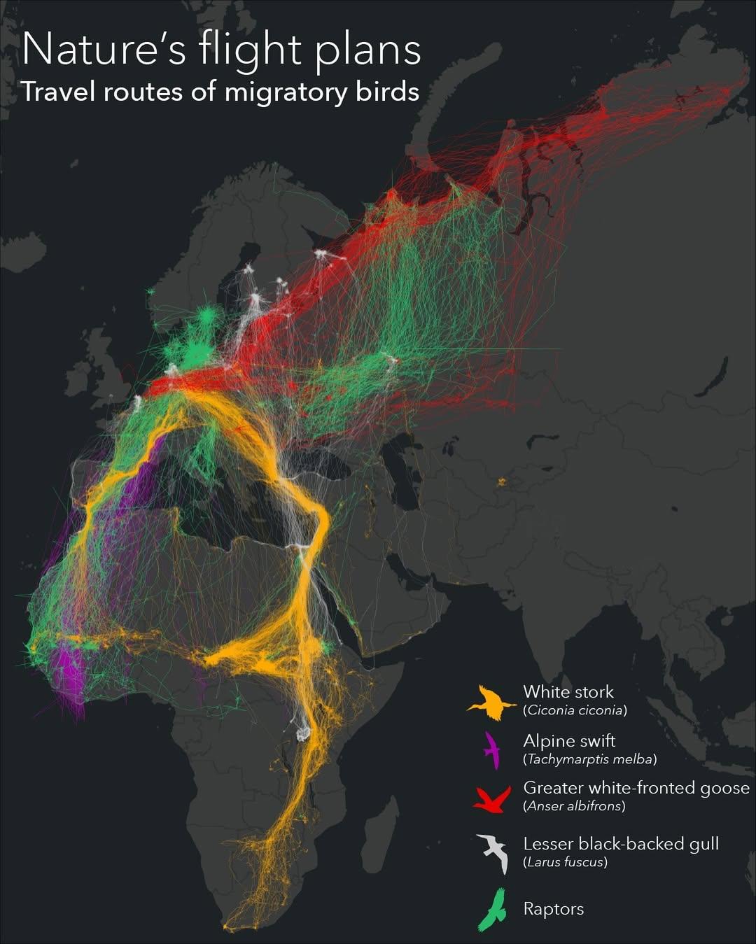 Migratory Bird Travel Routes Map in Europe Migratory Bird Travel Routes Map in Europe