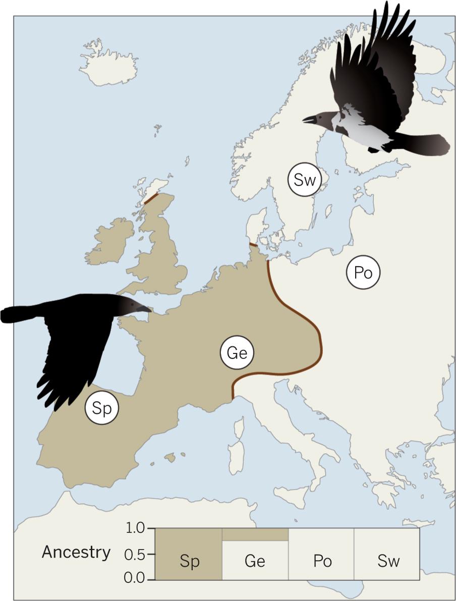 Carrion vs Hooded Crow Distribution Map in Europe