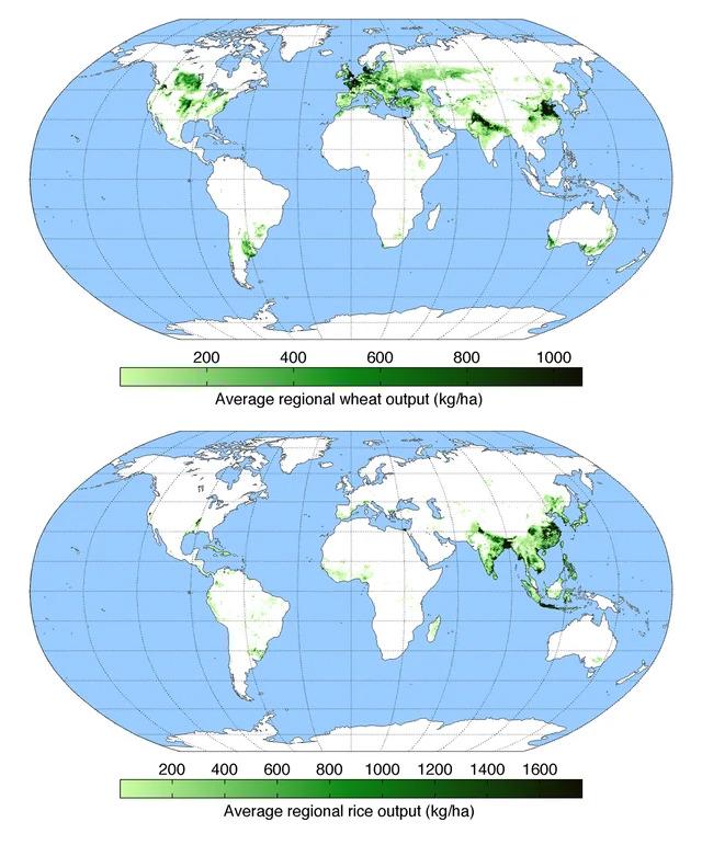 Wheat vs Rice Map: Global Cultivation Areas Map Wheat vs Rice Map: Global Cultivation Areas Map