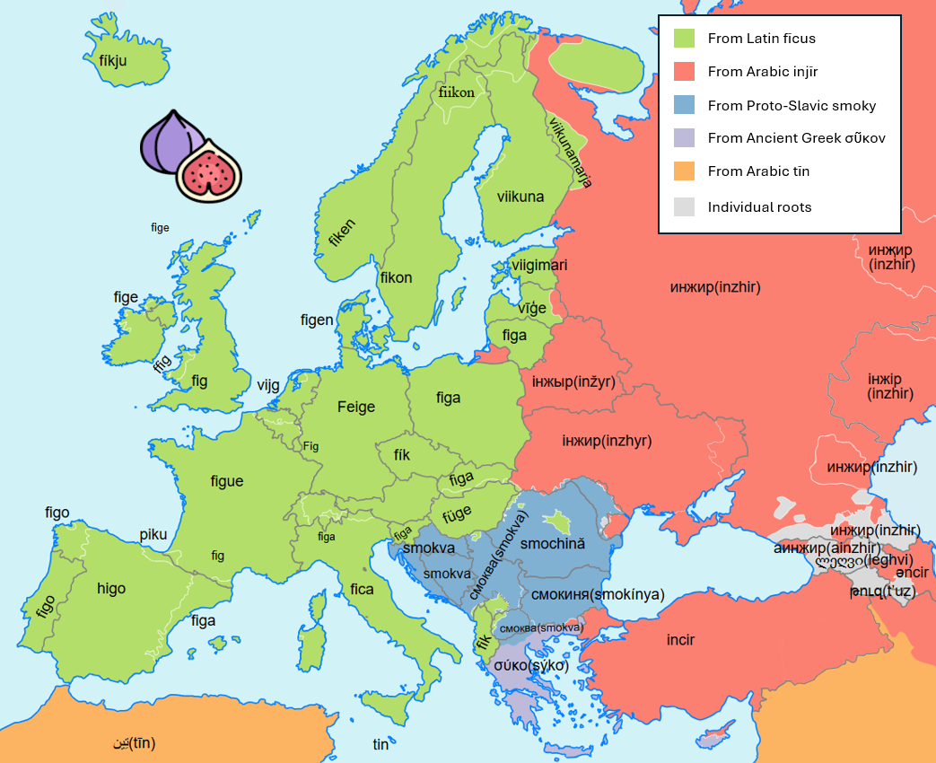 Etymology of Fig in European Languages Map Etymology of Fig in European Languages Map