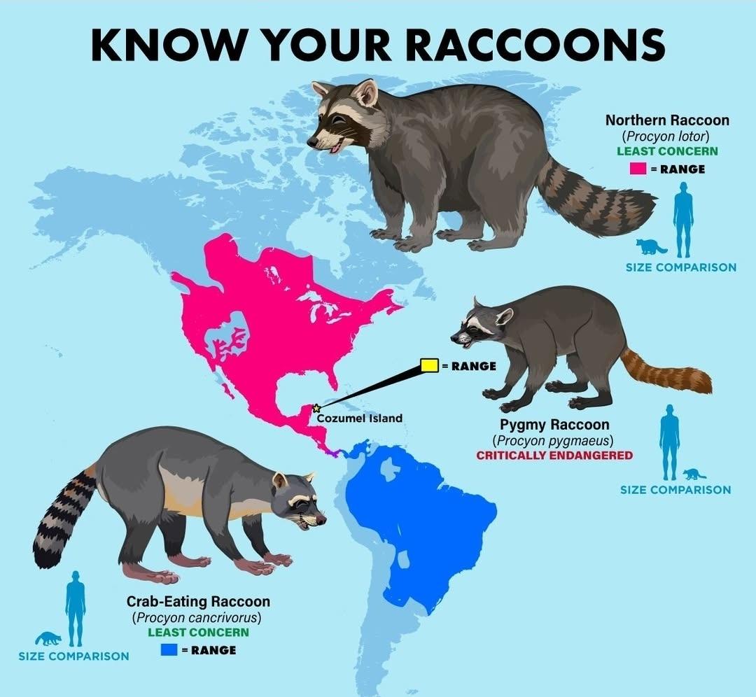 Raccoon Habitat Distribution Map Raccoon Habitat Distribution Map
