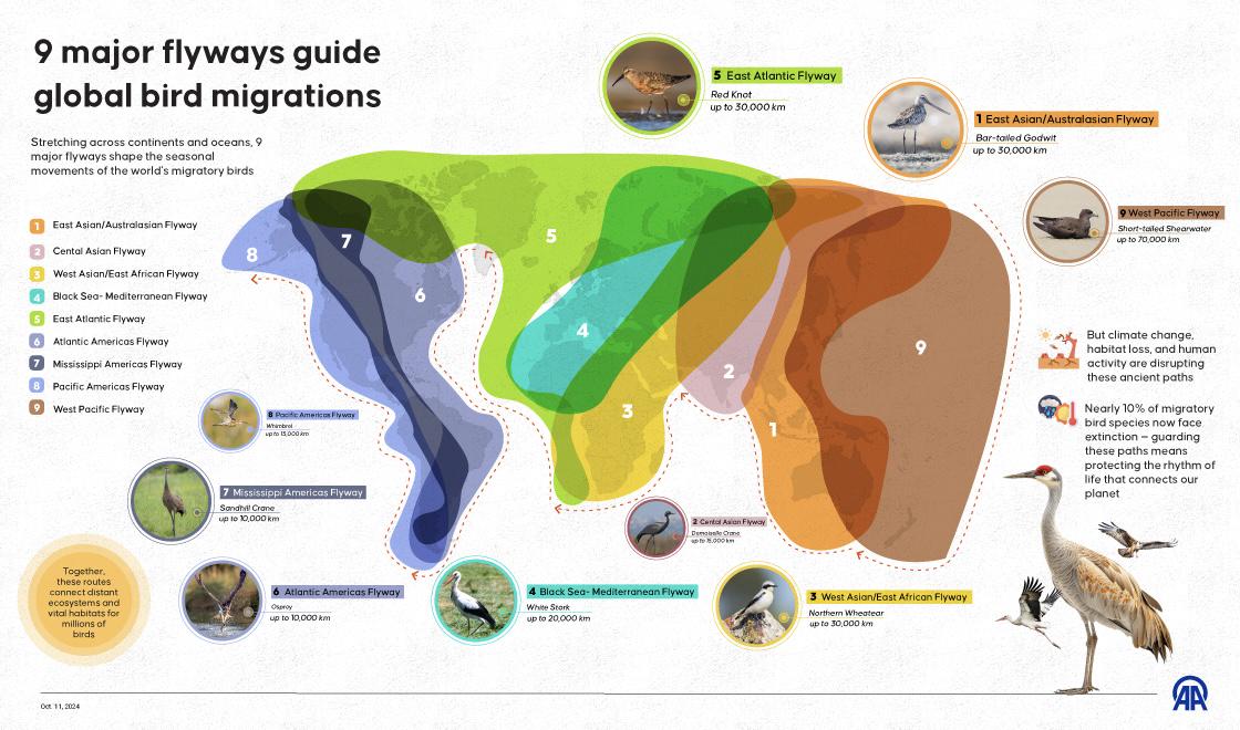 Global Bird Migration Flyways Map Global Bird Migration Flyways Map
