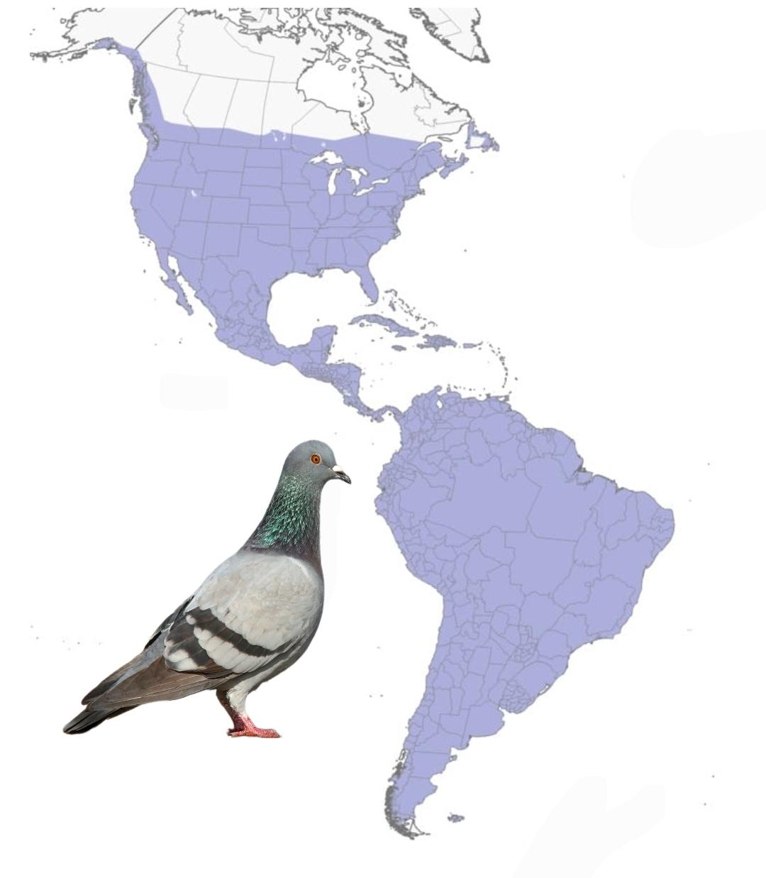 Rock Common Pigeon Distribution Map in the Americas Rock Common Pigeon Distribution Map in the Americas